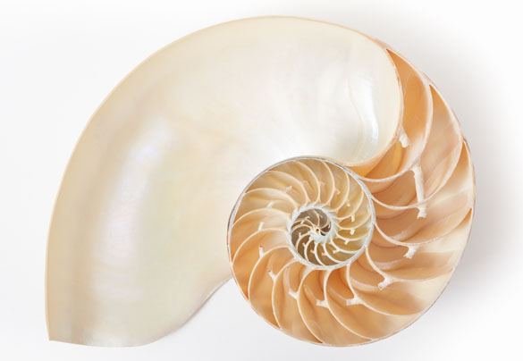 shell image